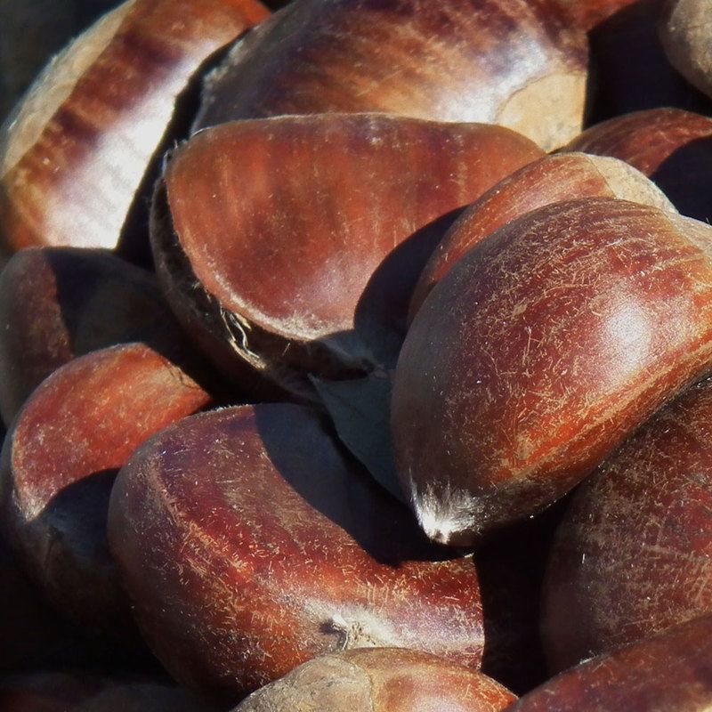 Rezept f&uuml;r Maronen mit Pilzen